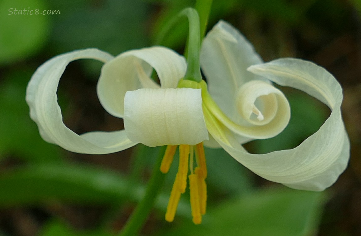 A single Fawn Lily bloom