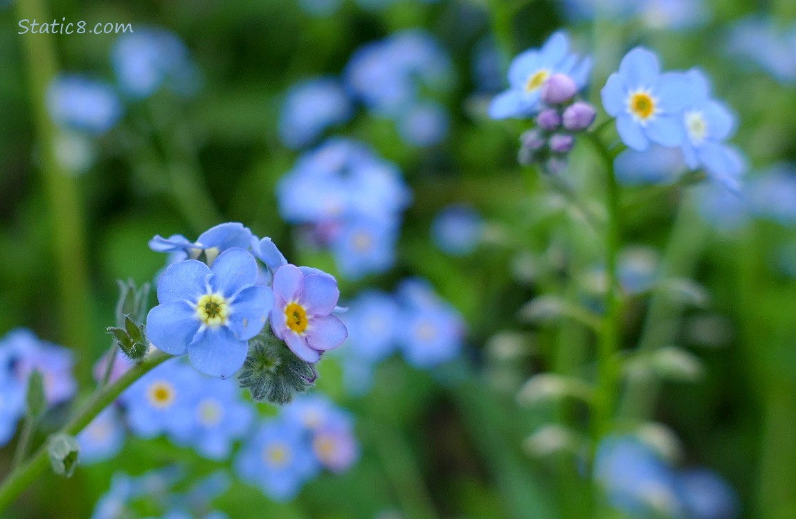Forget Me not blooms