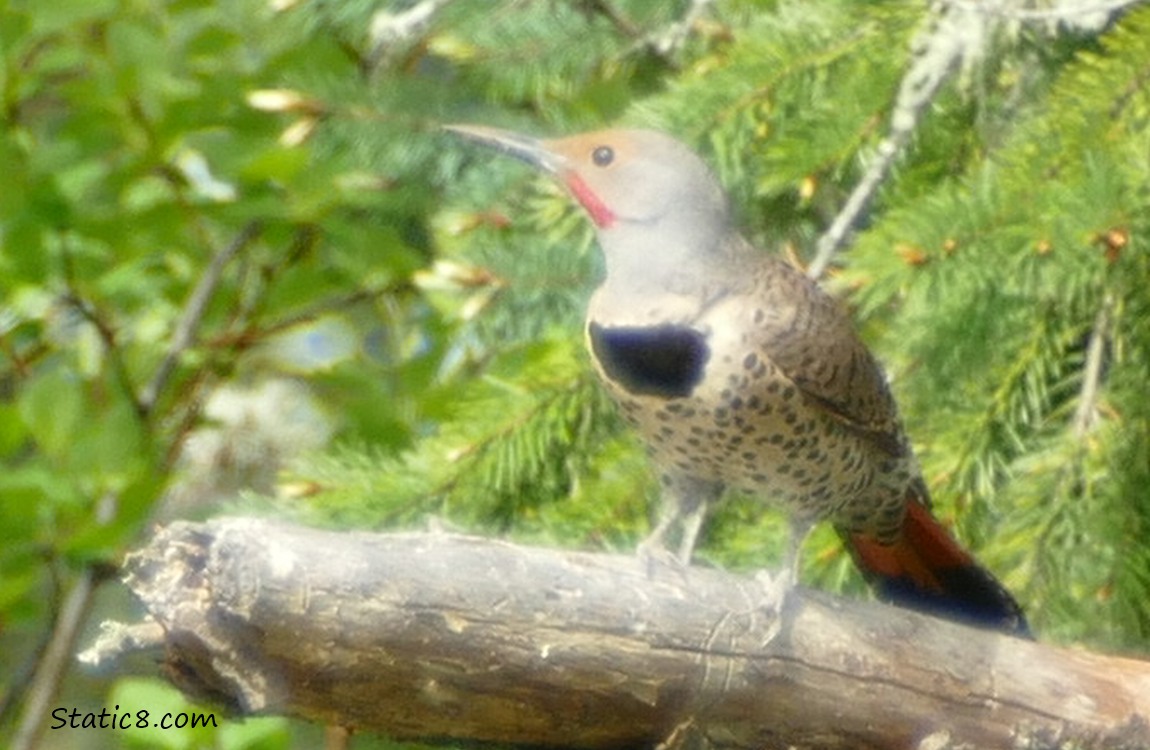 Male Northern Flicker standing on the stump of a dead branch