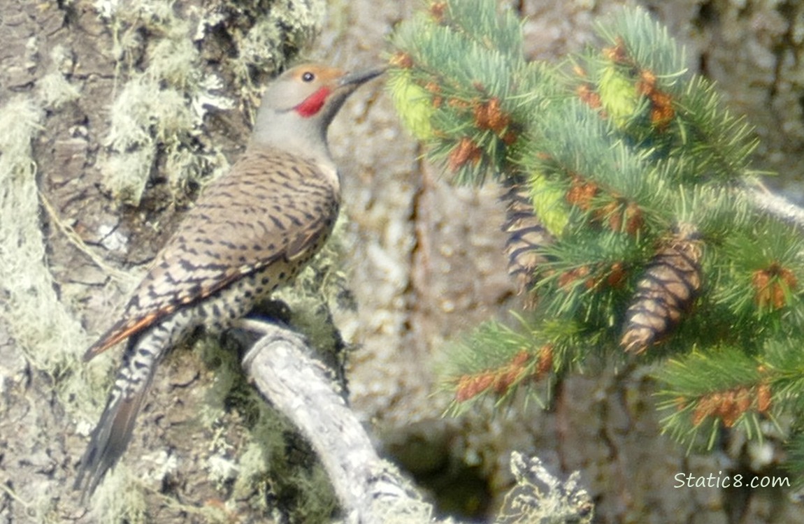 Northern Flicker standing on a branch with Dougles Fir branches and cones