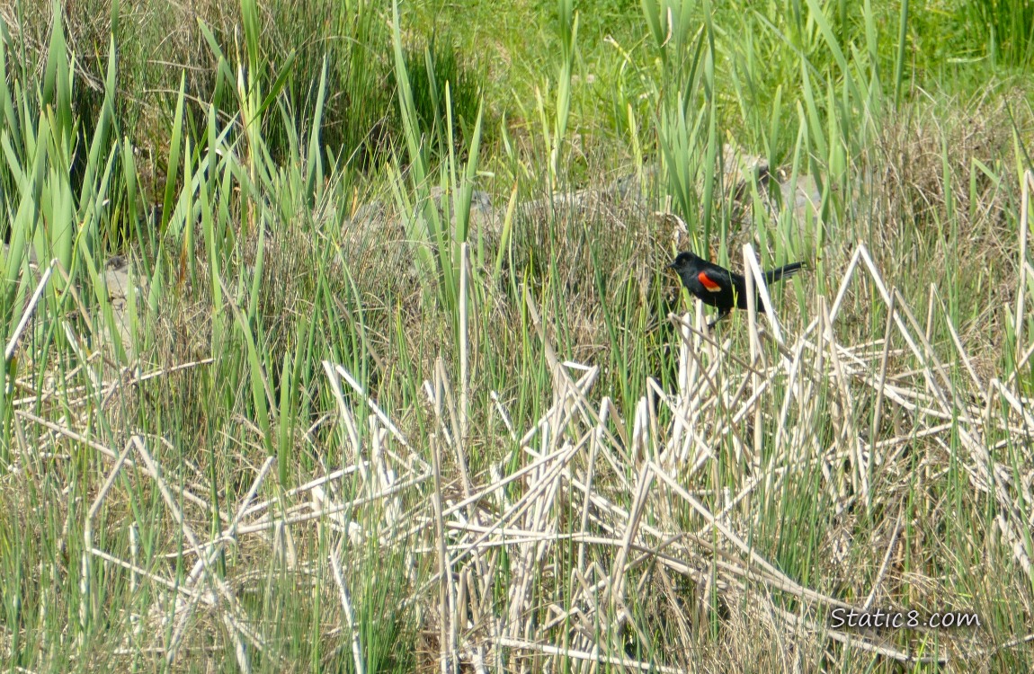 Red Wing Blackbird standing on a stalk of grass, surrounded by grasses