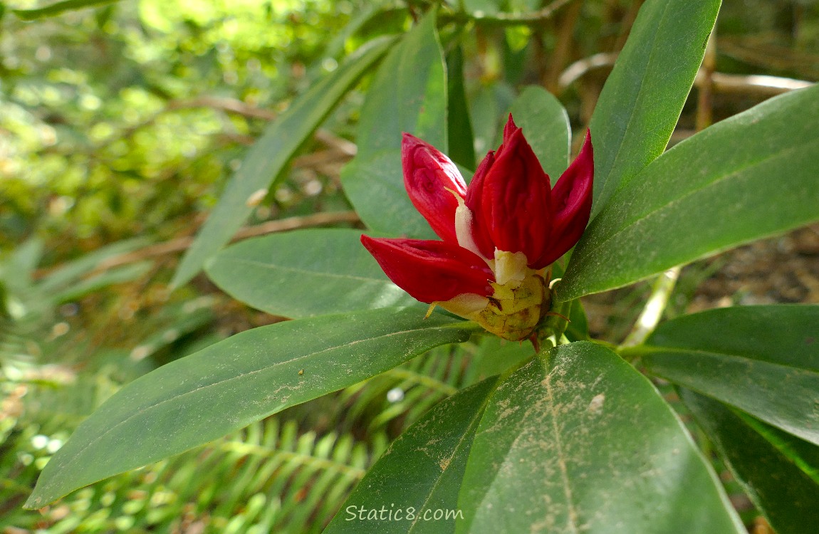 A budding Red Rhododendron