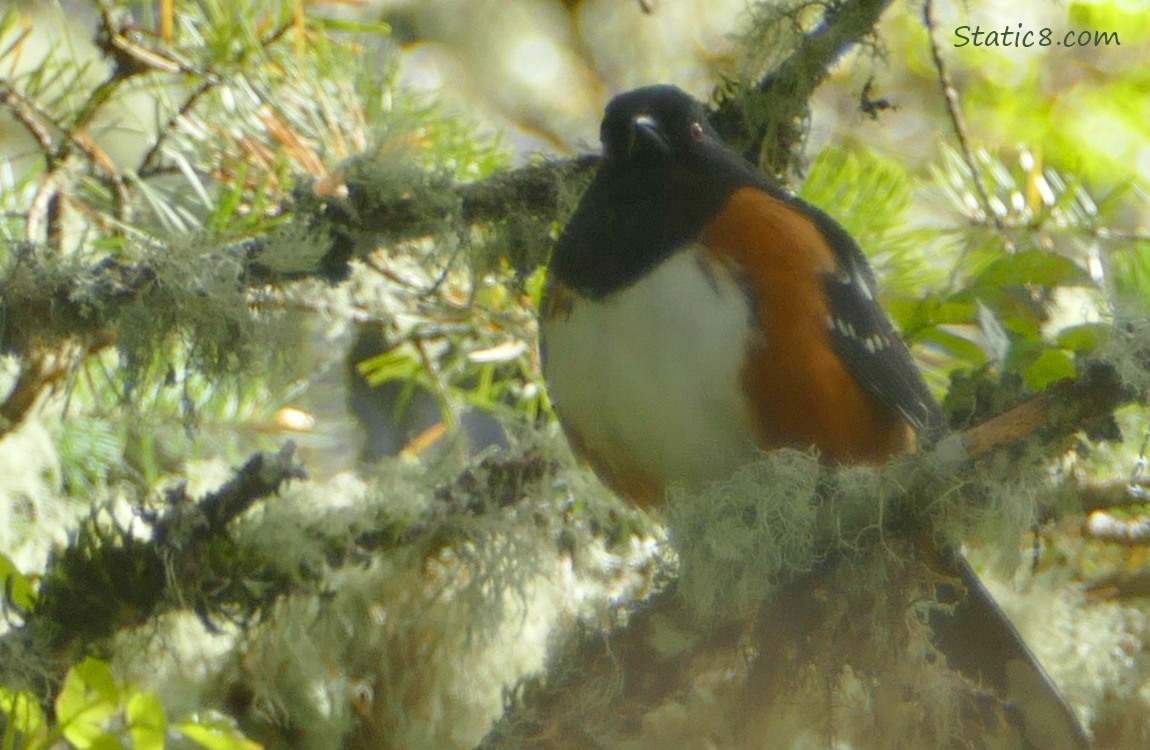 Spotted Towhee standing in a mossy tree