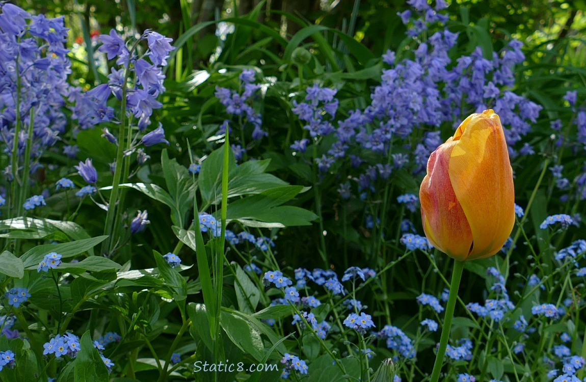 Orange Tulip surrounded by Forget Me Nots and Spanish Bluebells in the background