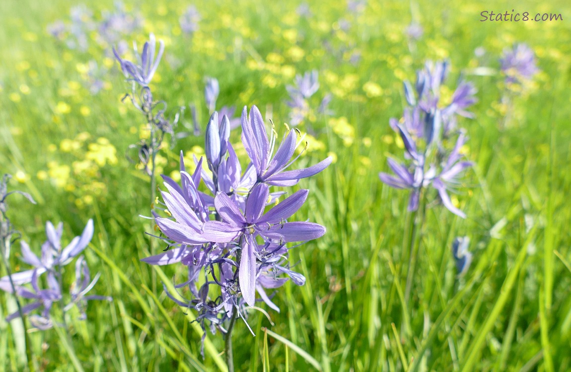 Camas Lily blooms with Western Buttercups in the background