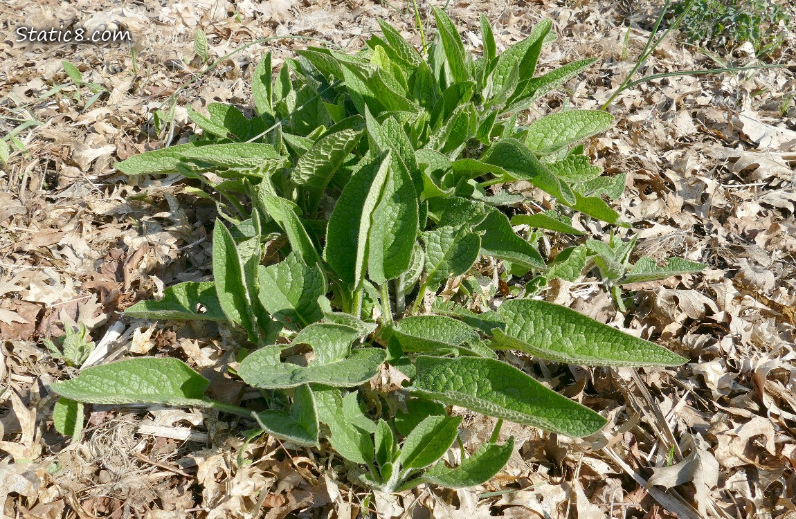 Comfrey leaves coming up thru the mulch