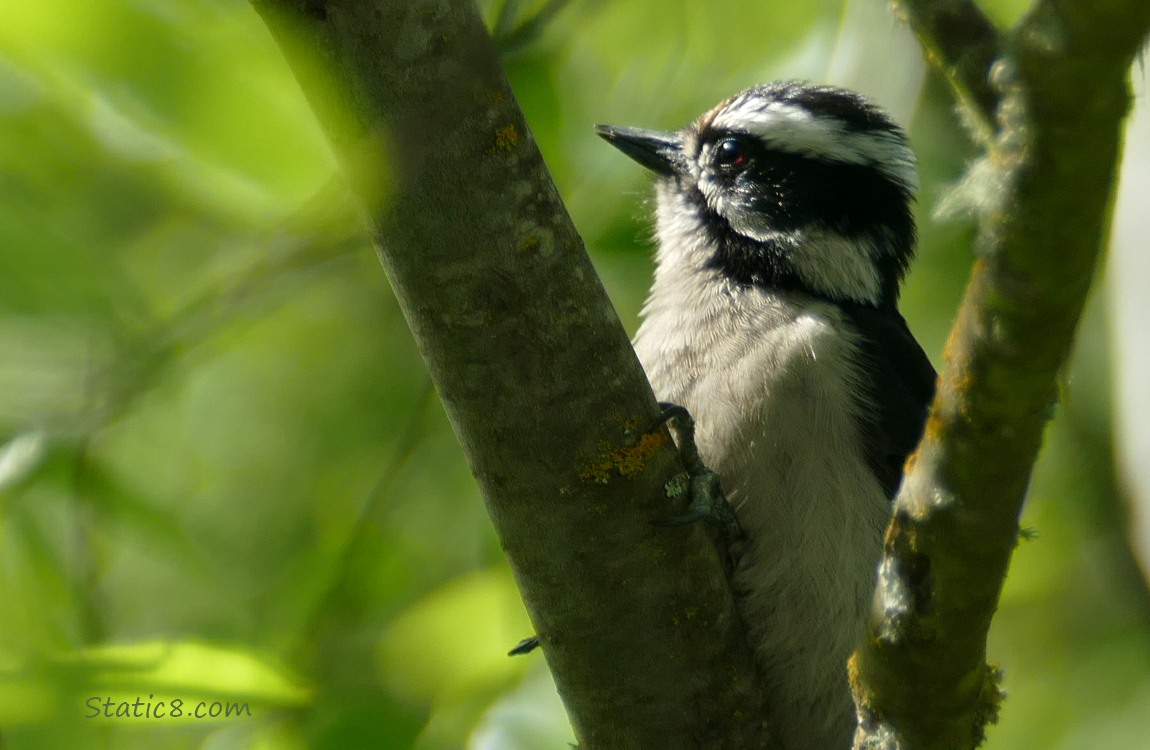 Female Downy Woodpecker standing on the side of a branch