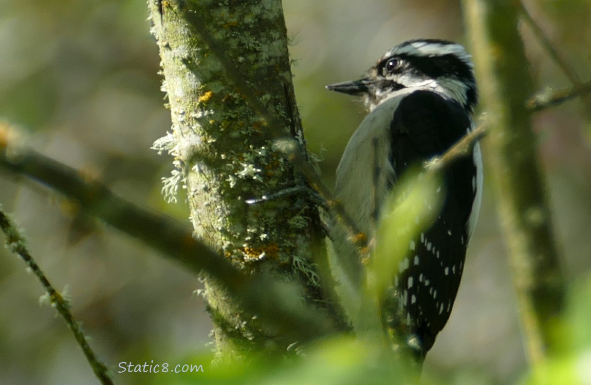 Female Downy Woodpecker standing on the side of a branch