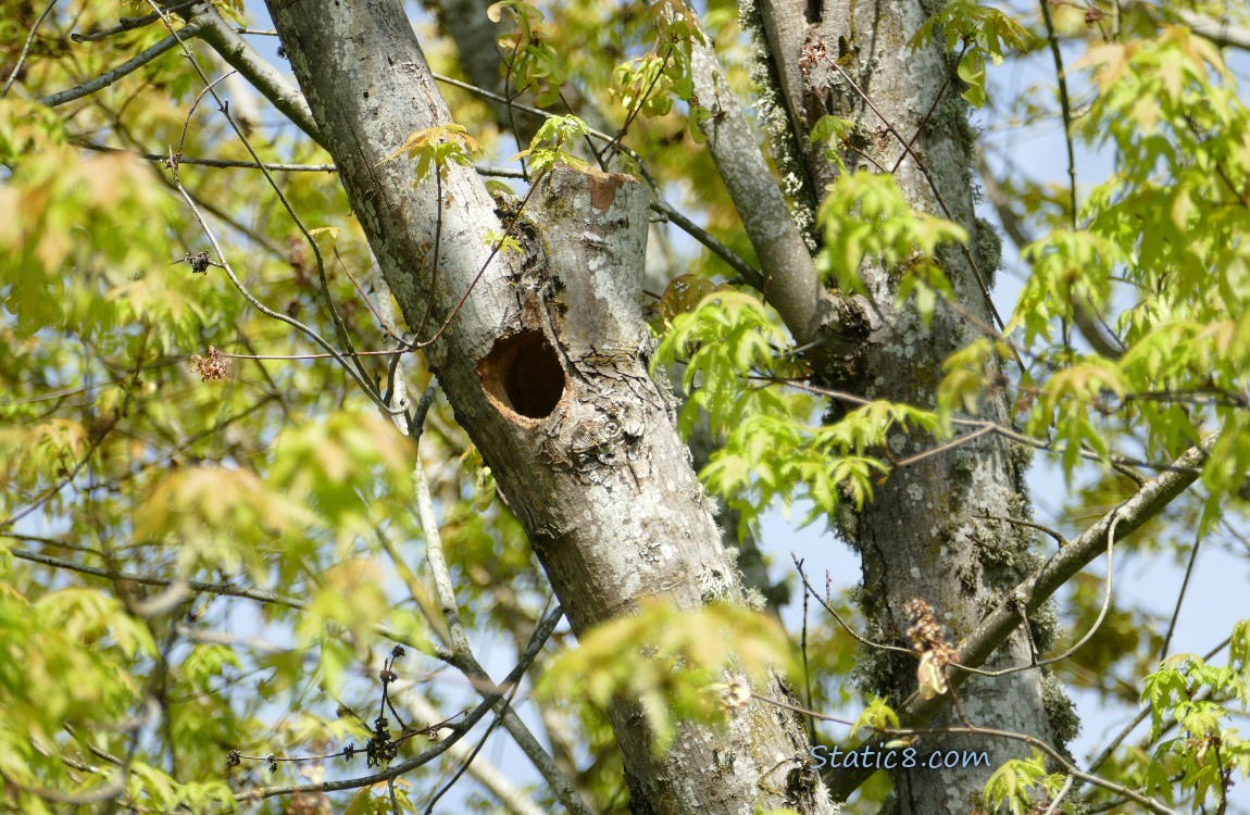 Woodpecker hole in a tree branch, surrounded by leaves