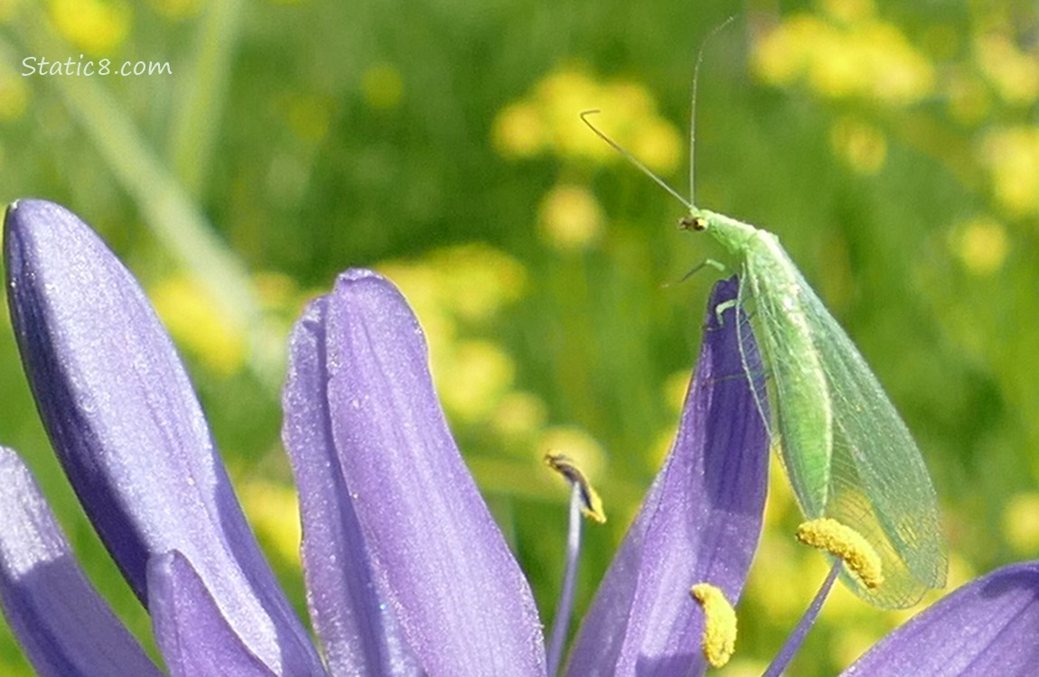 Green Lacewing bug standing on a purple Camas Lily petal