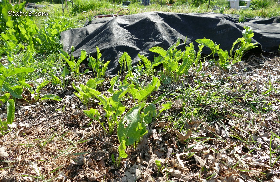Horseradish growing thru the mulch