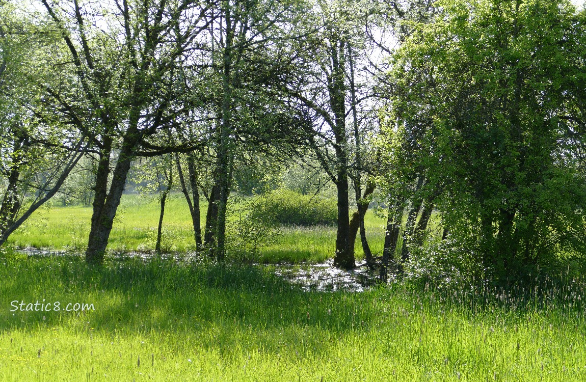 A muddy puddle in grass under trees