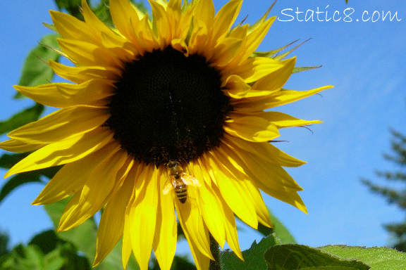 sunflower postcard