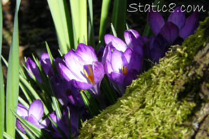 crocuses!