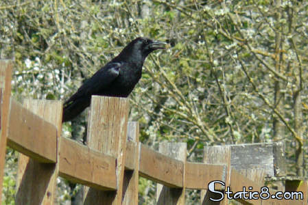 crow on the fence