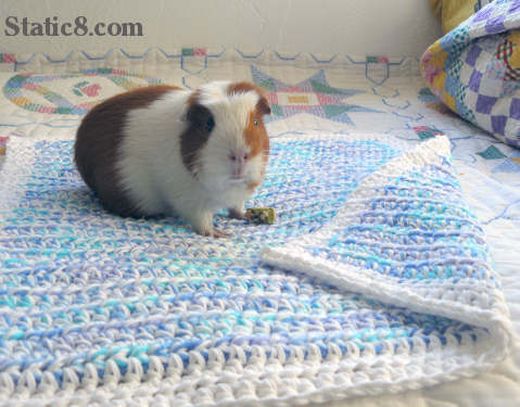 Guinea Pig Boo on a small crocheted Snuggle blanket