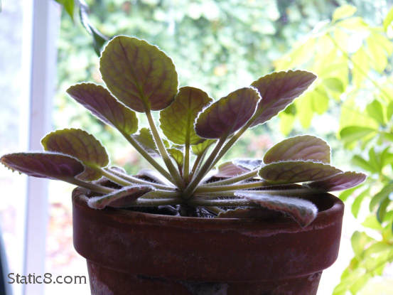 African Violet silhouette