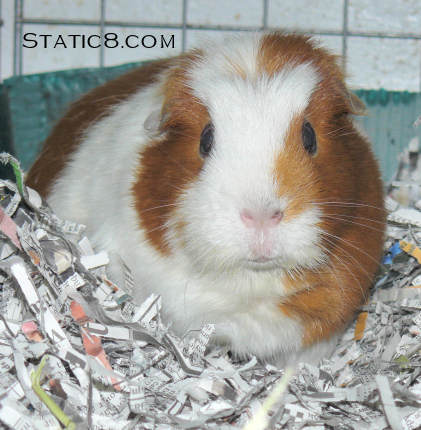 Boo the guinea pig