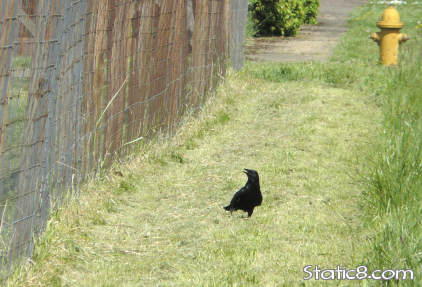 crow outside the garden