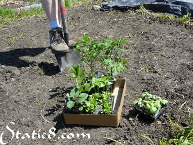 First plants in the garden