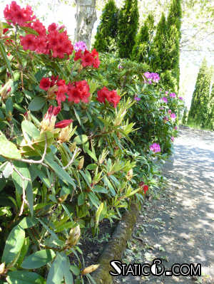 Red and Purple Rhododendrons at the day job