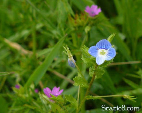 tiny flowers