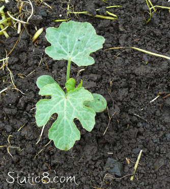 watermelon plant leaves. some watermelon plants!