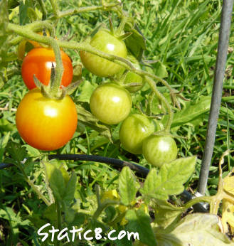 cherry tomatoes Growing!