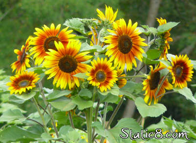 sunflowers!