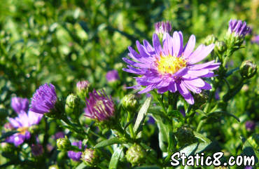 asters blooming again