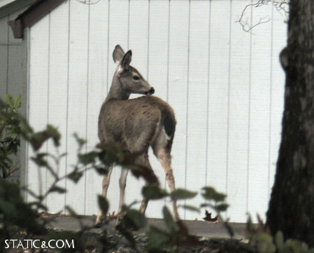 fawn