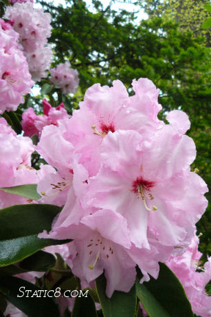 Pink!