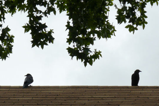 Roof top crows