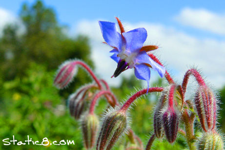 borage