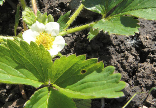 we will have one strawberry!  and one weed!