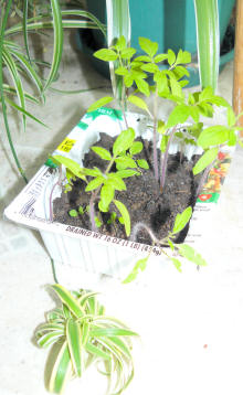 baby tomatoes in a tofu pot