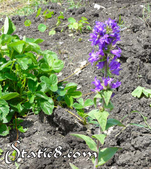 unknown purple flower