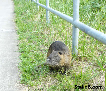 nutria