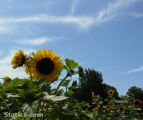 sunflower