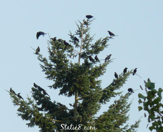 crows in a tree