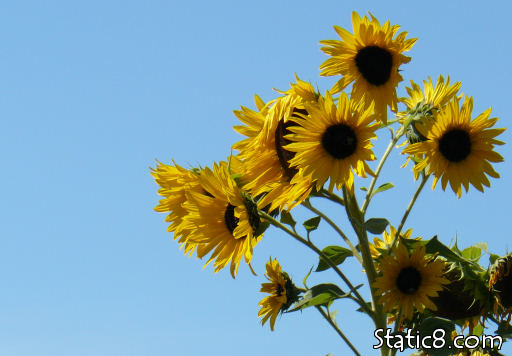 sunflowers