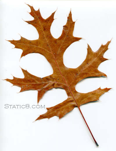 oak leaf