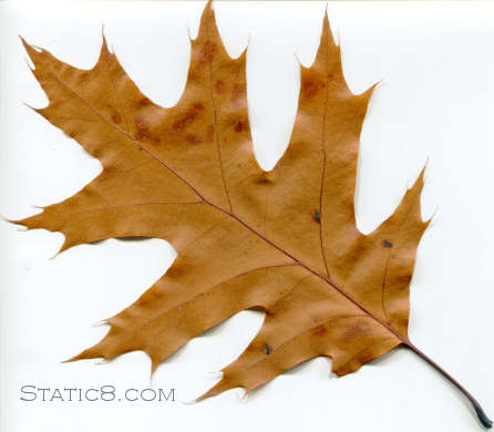 oak leaf