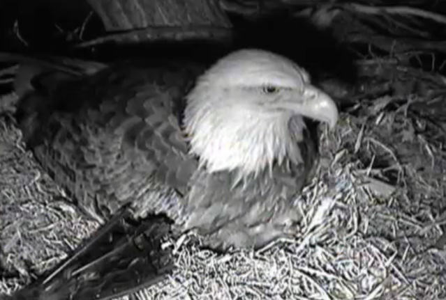 Decorah Eagle Cam at night