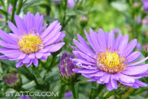 aster