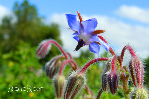 borage