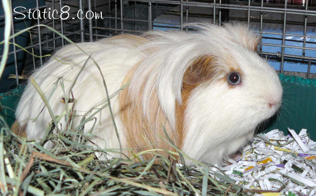 Rhino the guinea pig