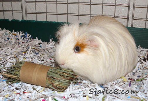 Rhino the guinea pig