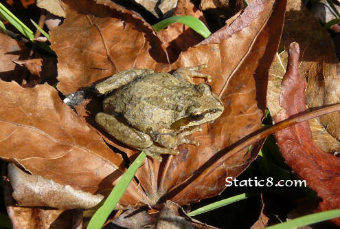 Pacific Chorus Frog