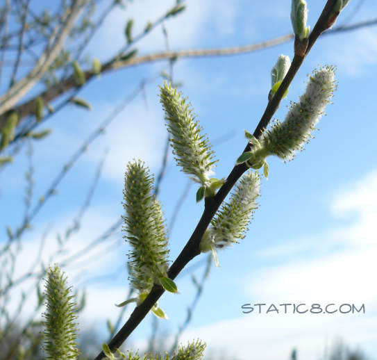 tree buds